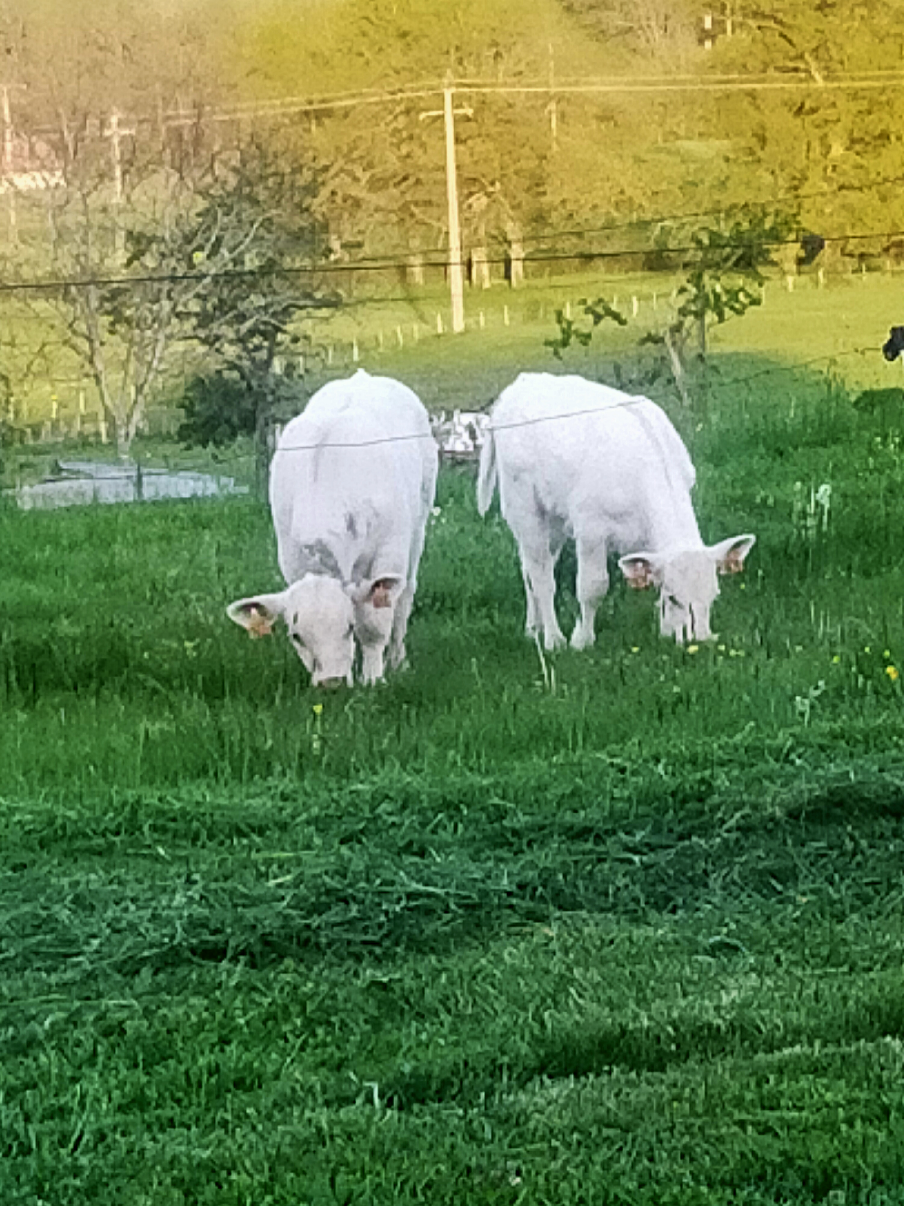 Veau charolais